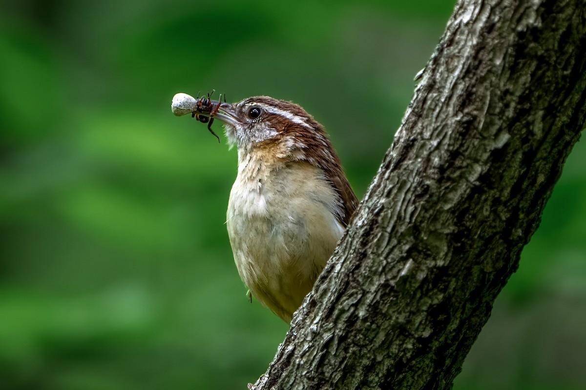 Carolina Wren - ML619387038