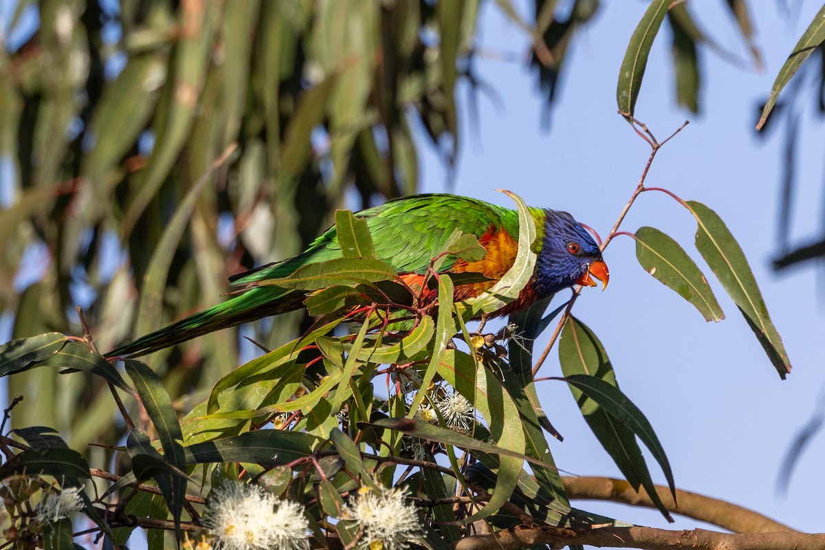 Rainbow Lorikeet - Richard and Margaret Alcorn