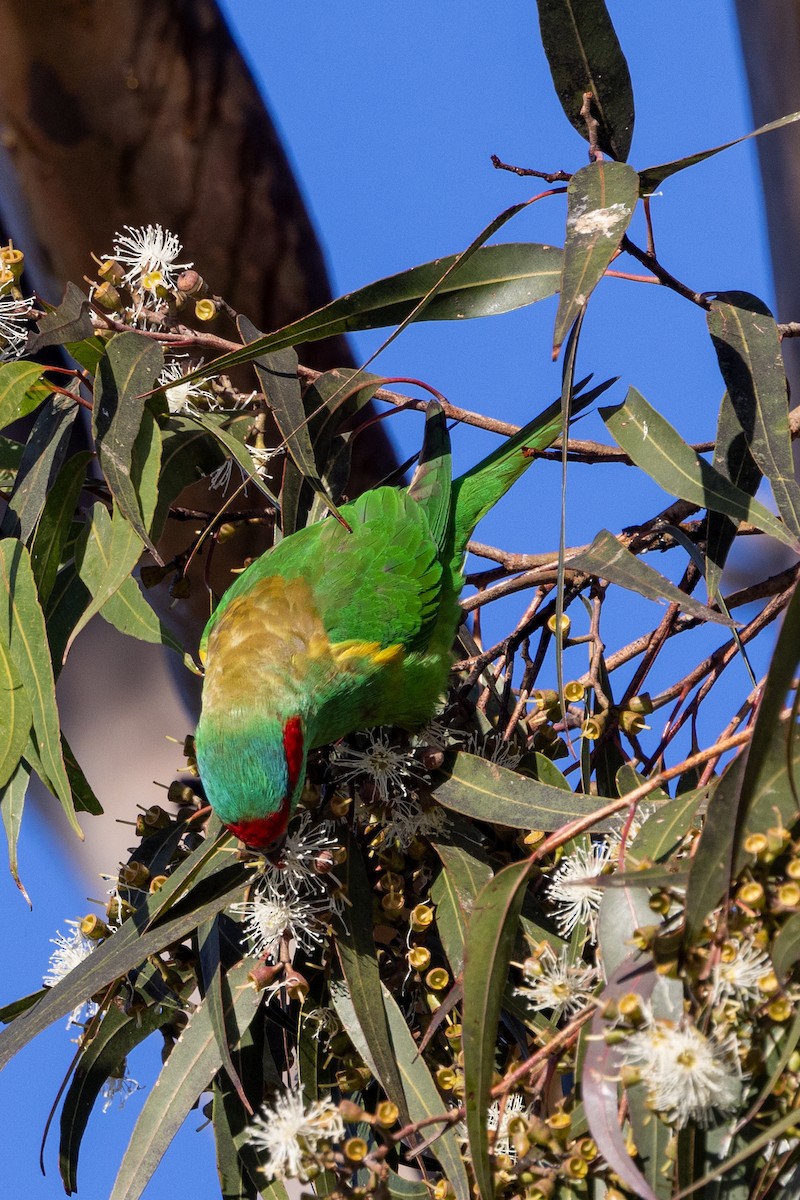 Musk Lorikeet - Richard and Margaret Alcorn