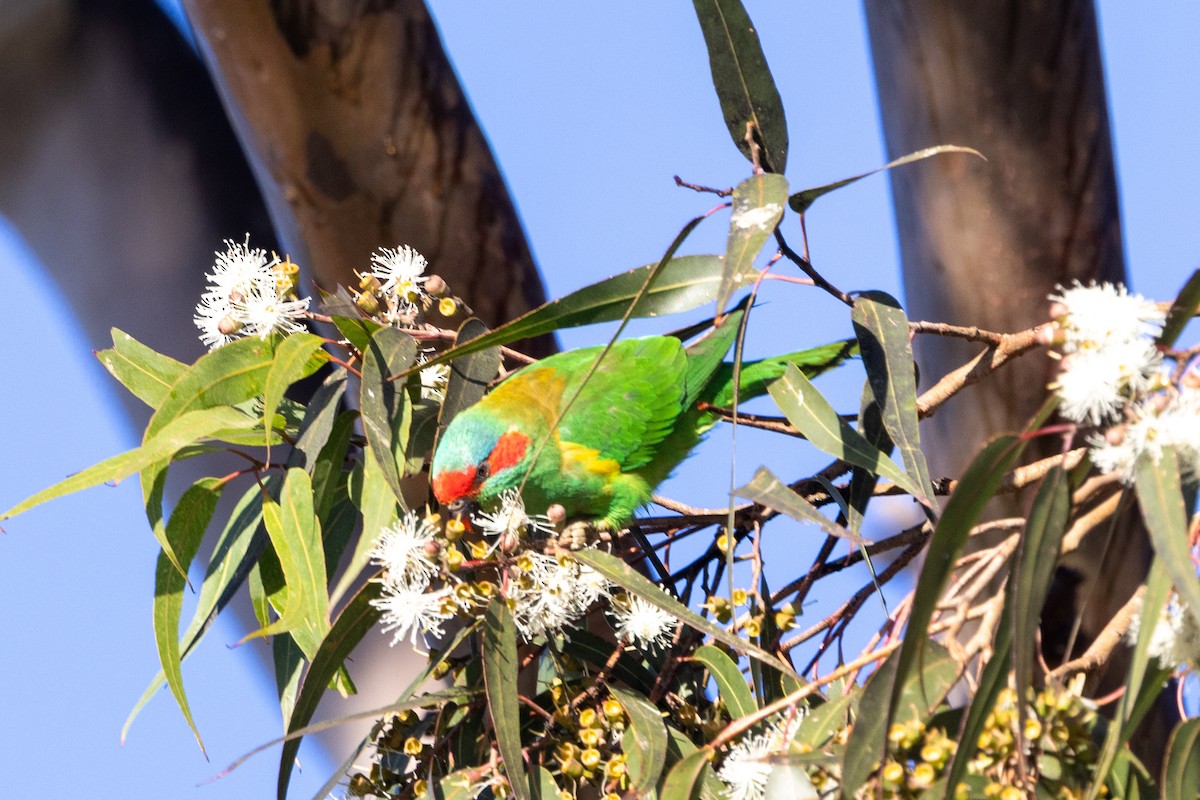 Musk Lorikeet - Richard and Margaret Alcorn