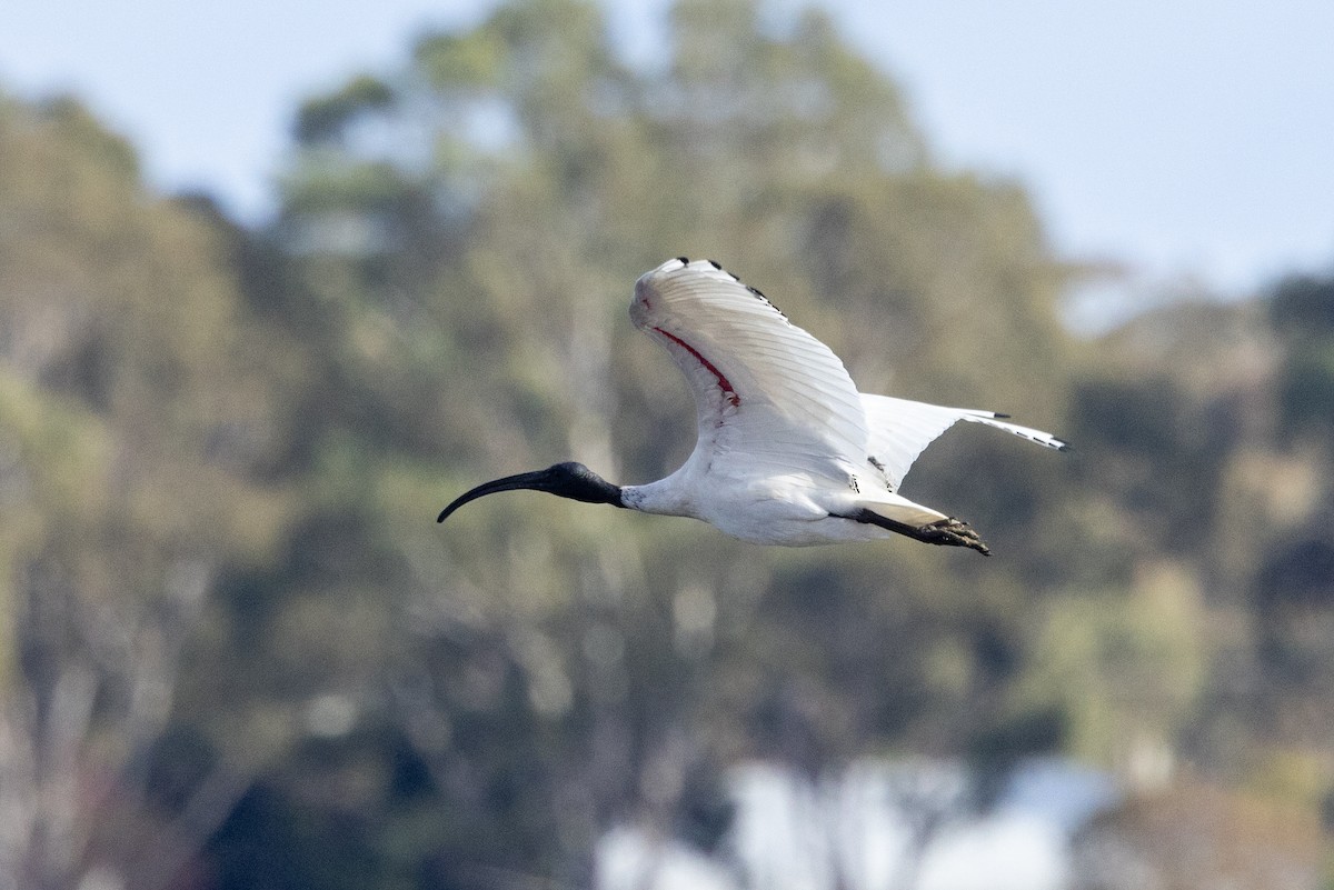 Australian Ibis - Richard and Margaret Alcorn