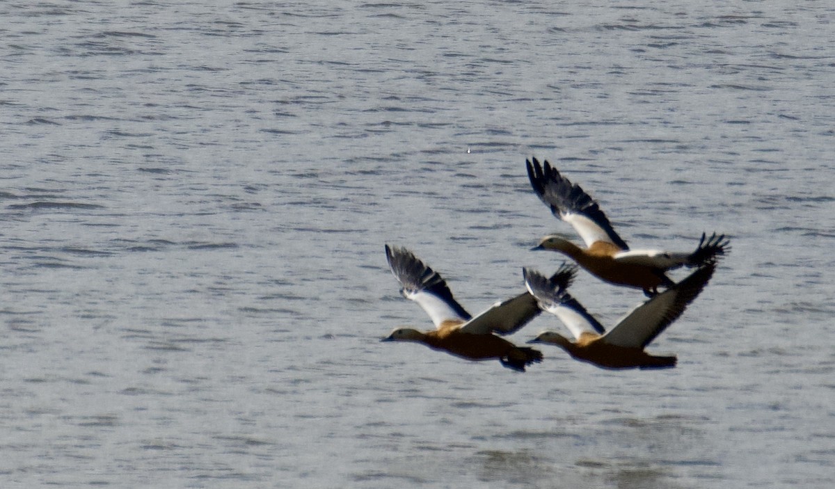 Ruddy Shelduck - ML619387053