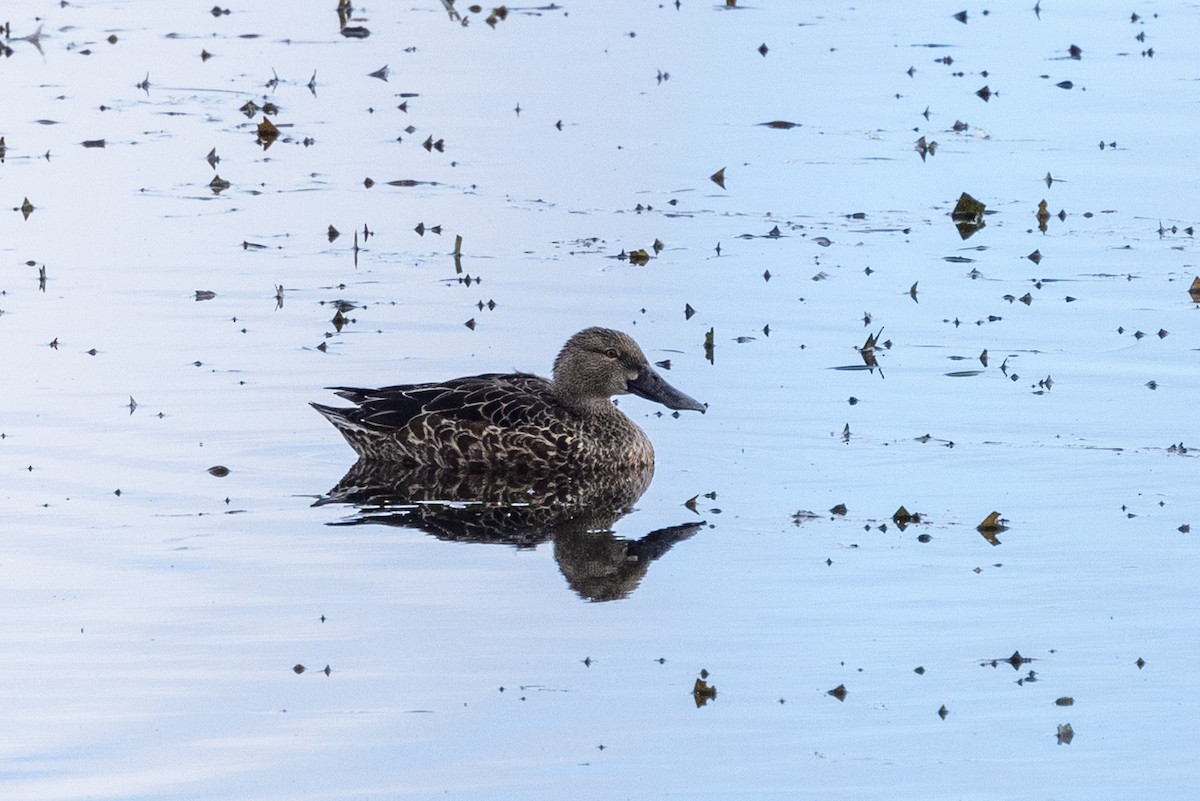 Australasian Shoveler - Richard and Margaret Alcorn