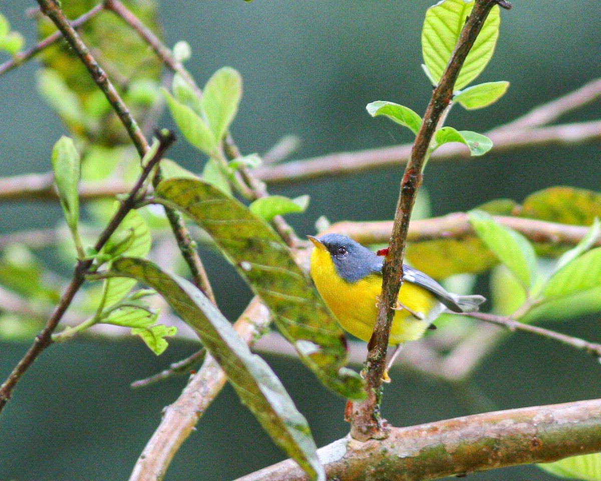 Tropical Parula - Per Smith