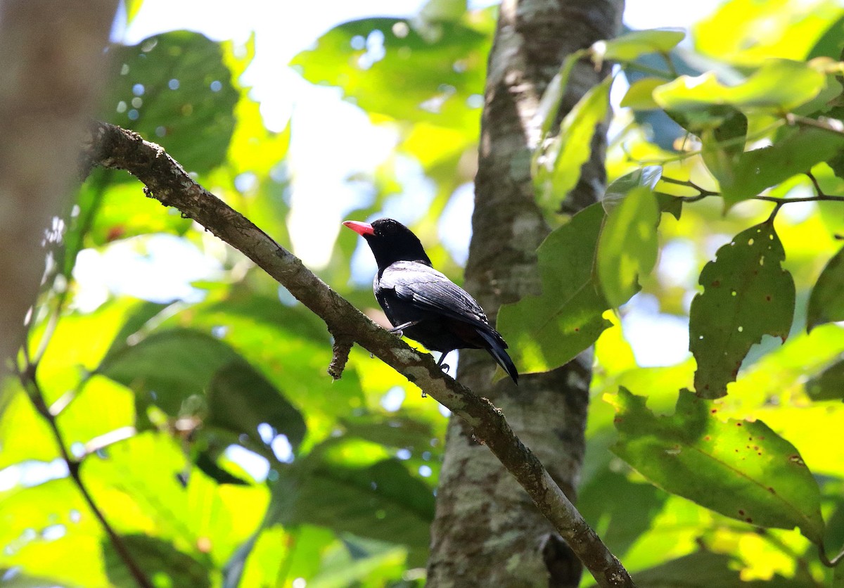 Black Oriole - Neil Osborne