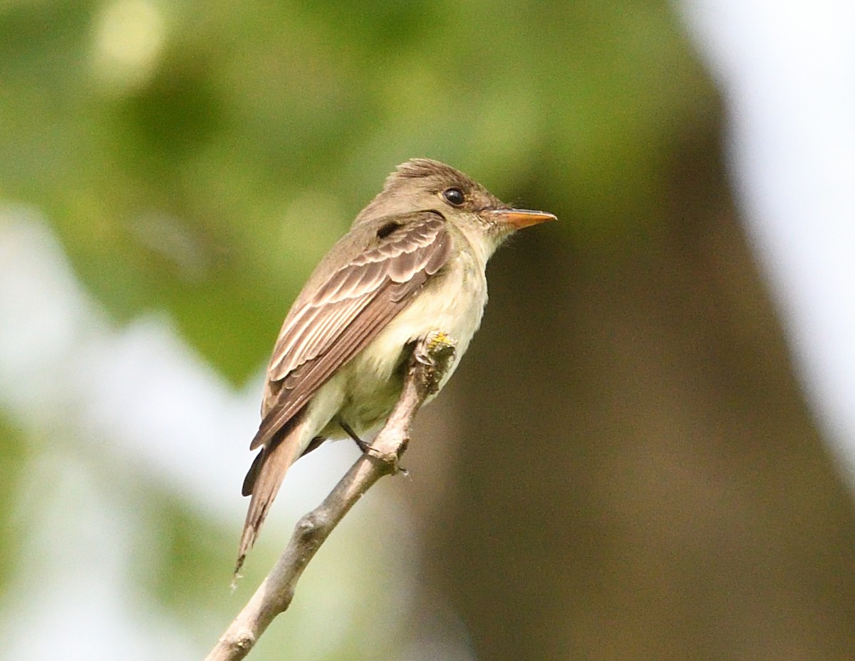 Eastern Wood-Pewee - Margaret Hough