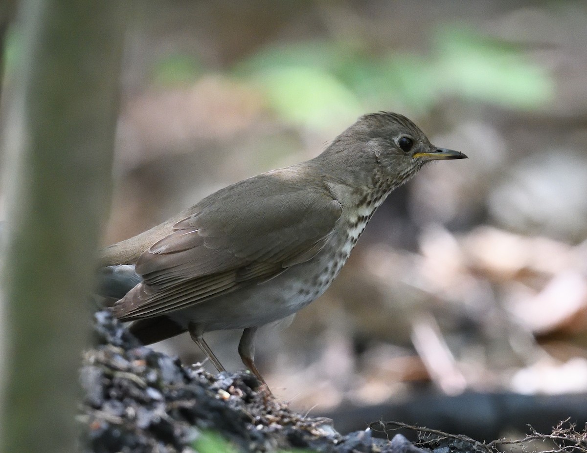 Gray-cheeked Thrush - Margaret Hough