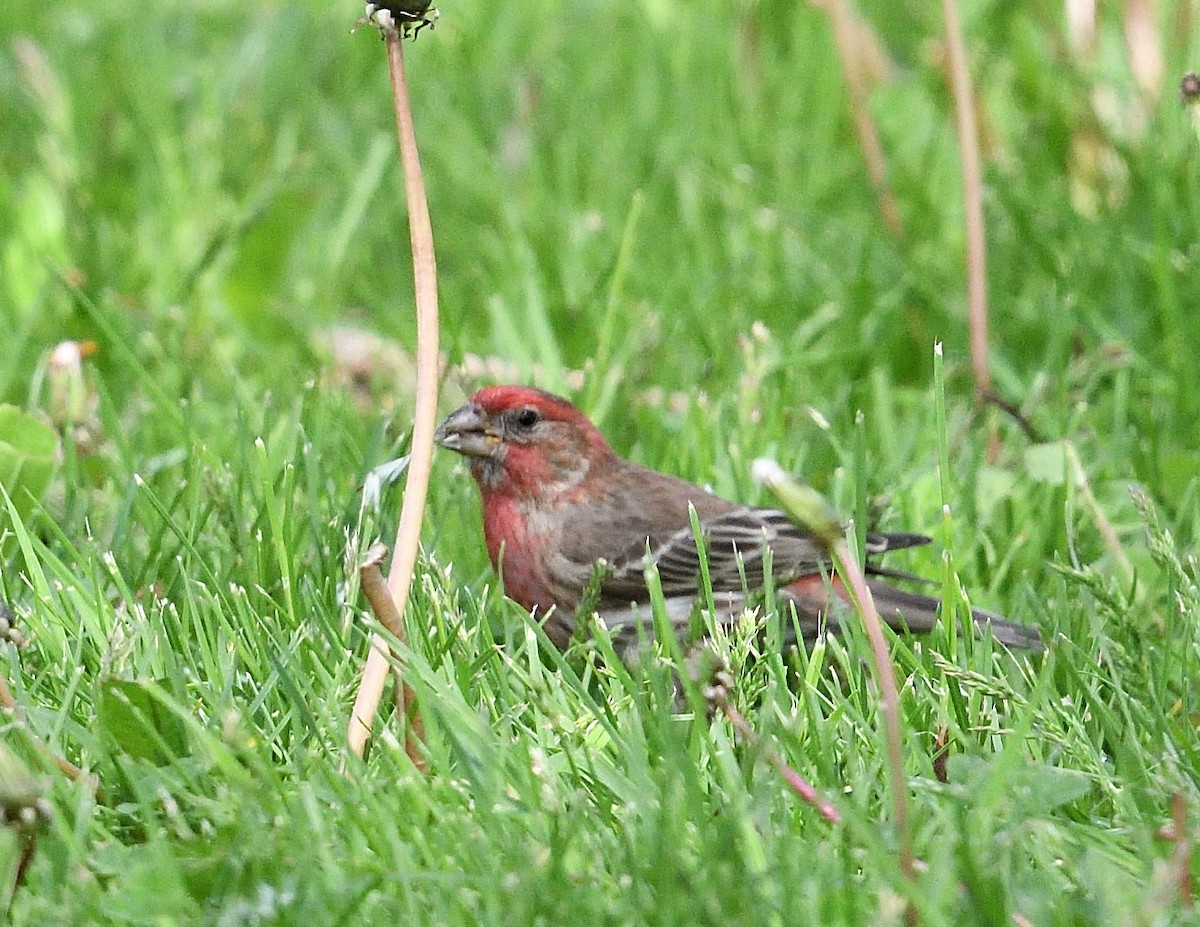 House Finch - ML619387097