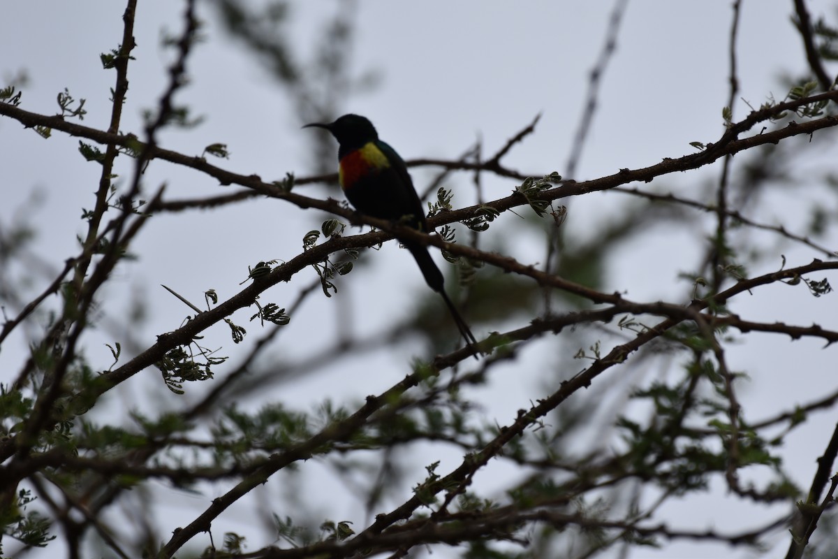 Beautiful Sunbird - Chris Kieu