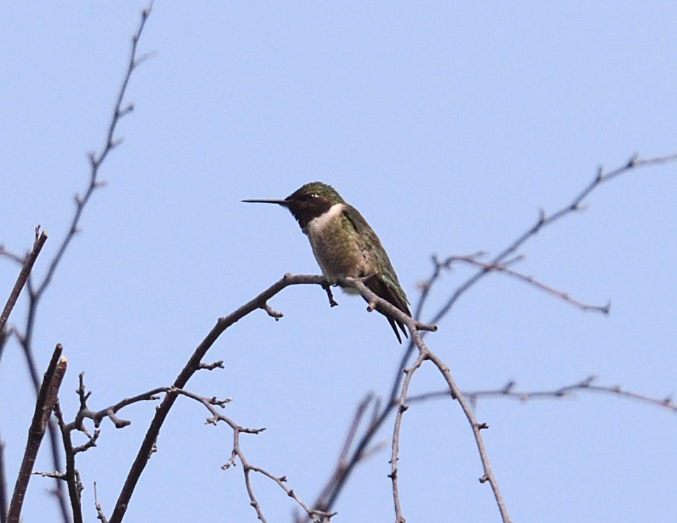 Ruby-throated Hummingbird - Margaret Hough