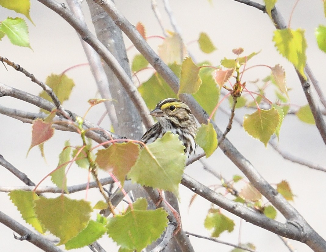 Savannah Sparrow - ML619387105