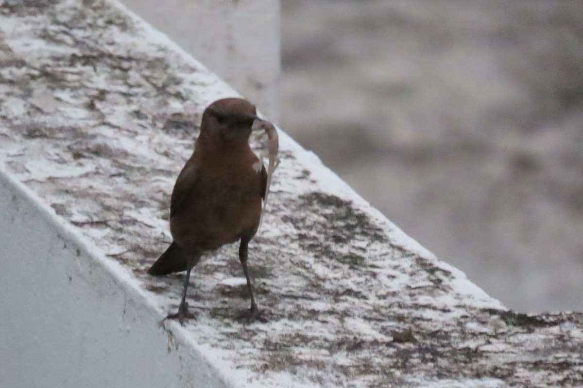 Brown Rock Chat - Chitra Ingole