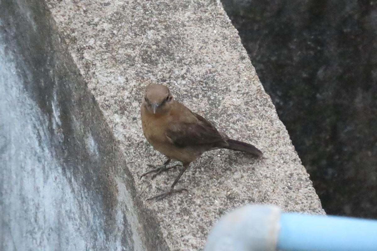 Brown Rock Chat - ML619387109