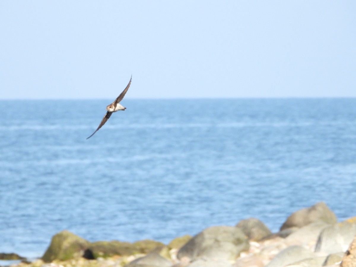 Bank Swallow - Martin Rheinheimer