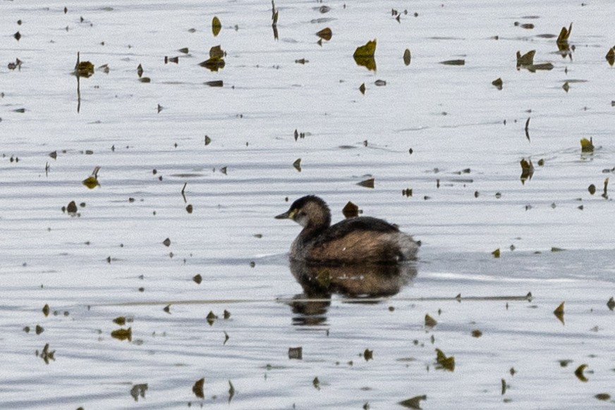 Australasian Grebe - Richard and Margaret Alcorn