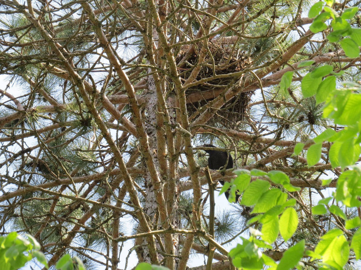 Common Raven - Anne Barbour