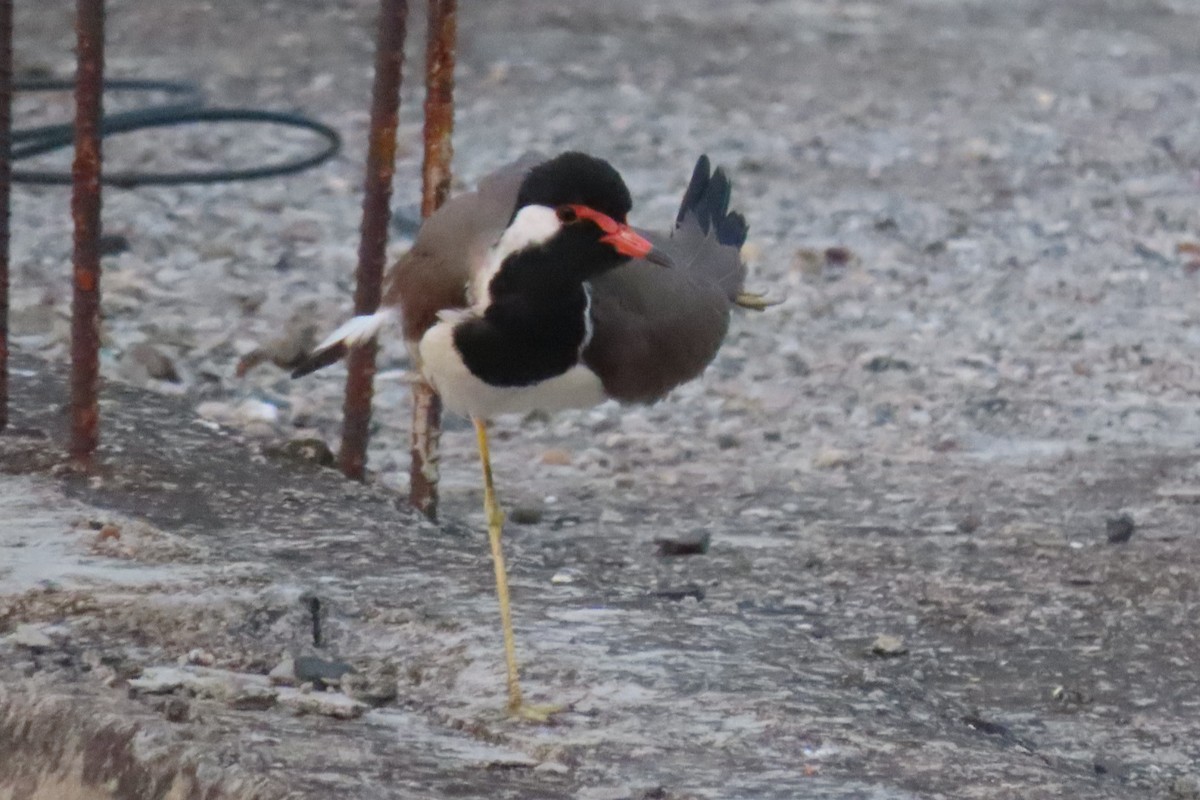 Red-wattled Lapwing - Chitra Ingole