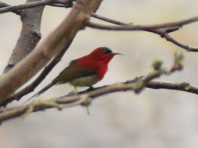 Crimson Sunbird - Dilip Savalia