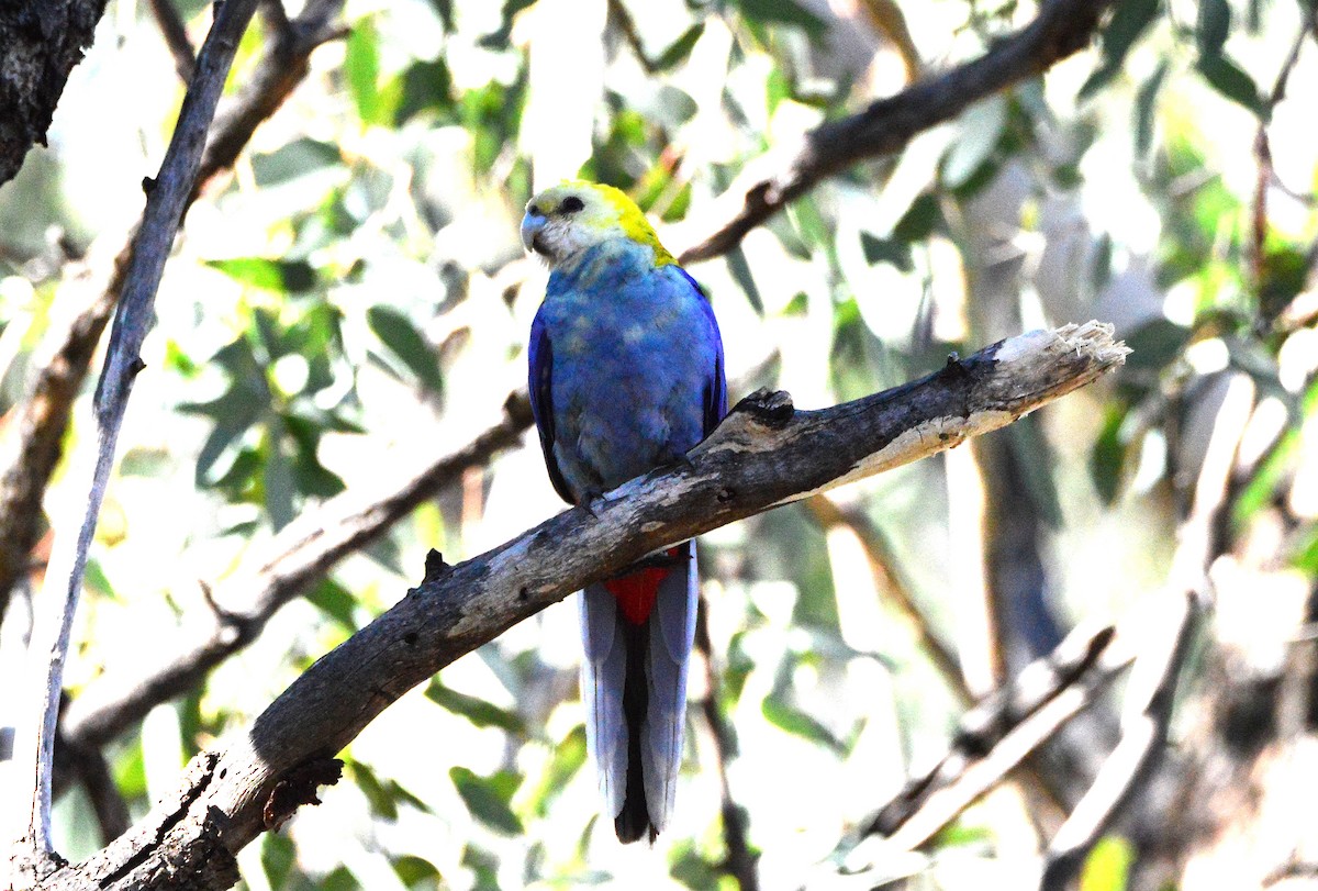 Pale-headed Rosella - Peter Dunstan