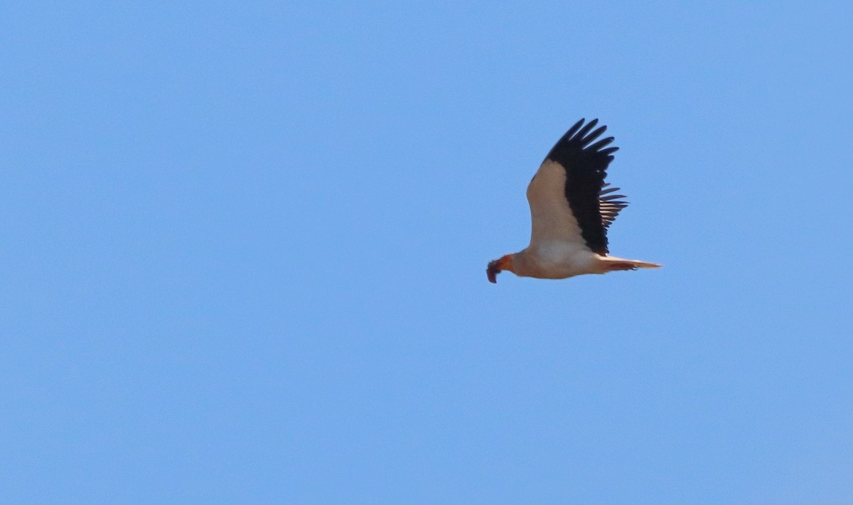 Egyptian Vulture - David Santamaría Urbano