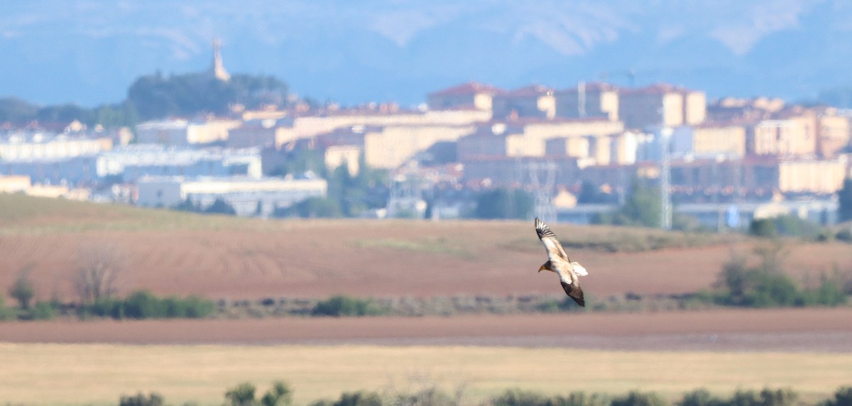 Egyptian Vulture - David Santamaría Urbano