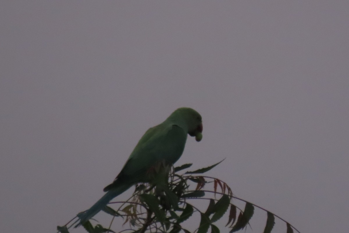 Rose-ringed Parakeet - Chitra Ingole