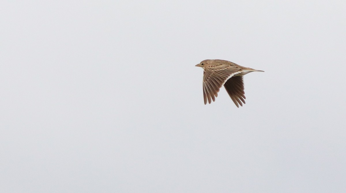 Calandra Lark - David Santamaría Urbano