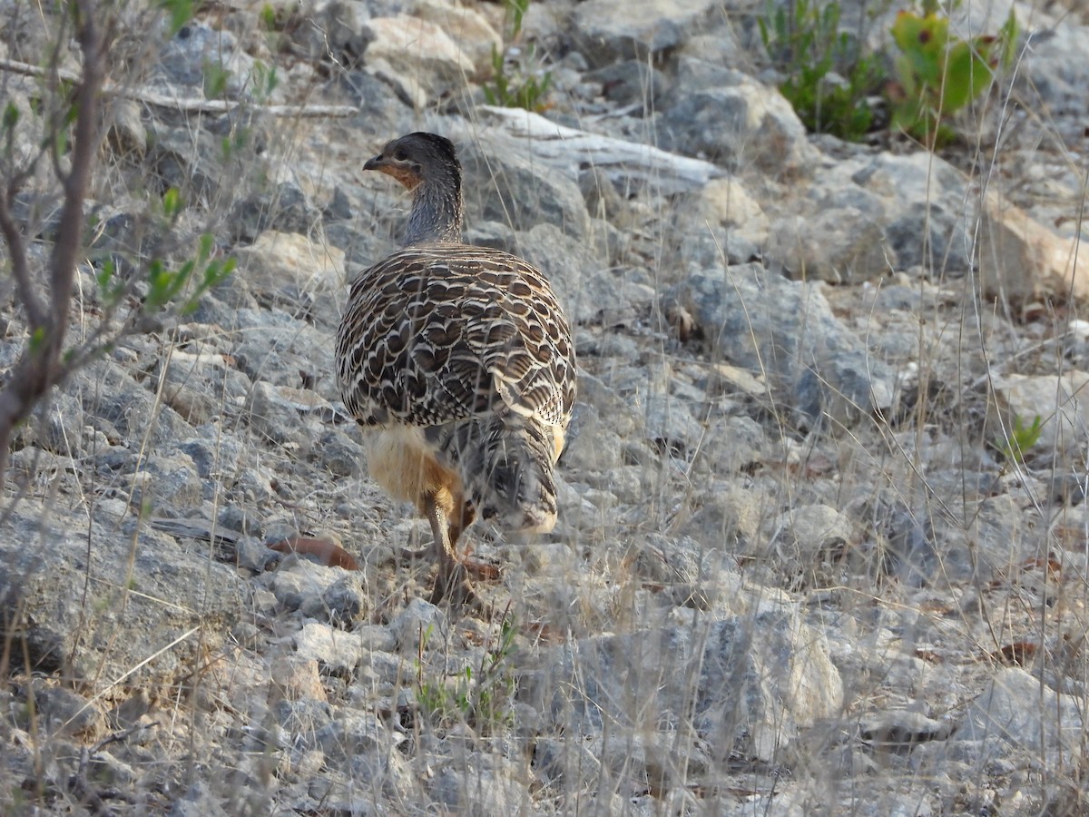 Malleefowl - ML619387143