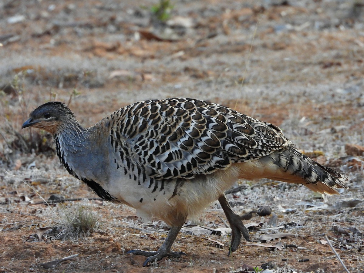 Talégalo Leipoa - ML619387146