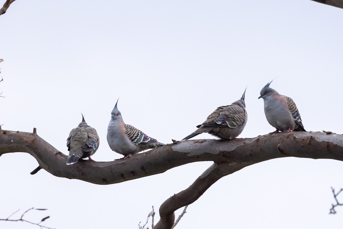 Crested Pigeon - Richard and Margaret Alcorn