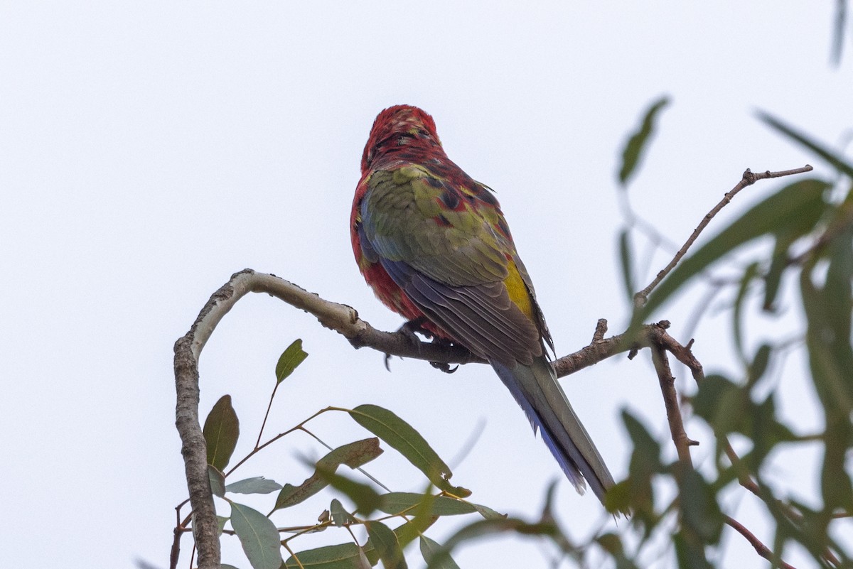 Crimson Rosella - Richard and Margaret Alcorn