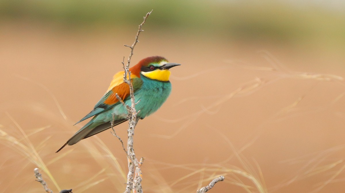 European Bee-eater - David Santamaría Urbano