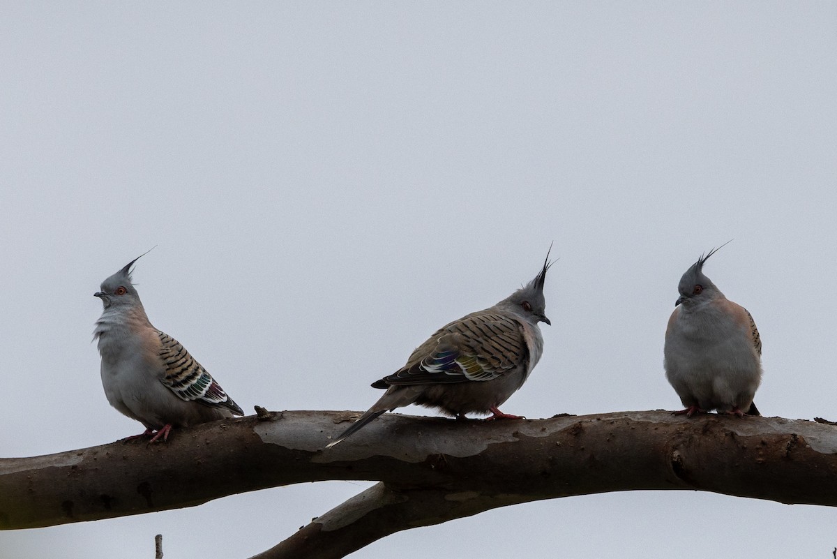 Crested Pigeon - Richard and Margaret Alcorn