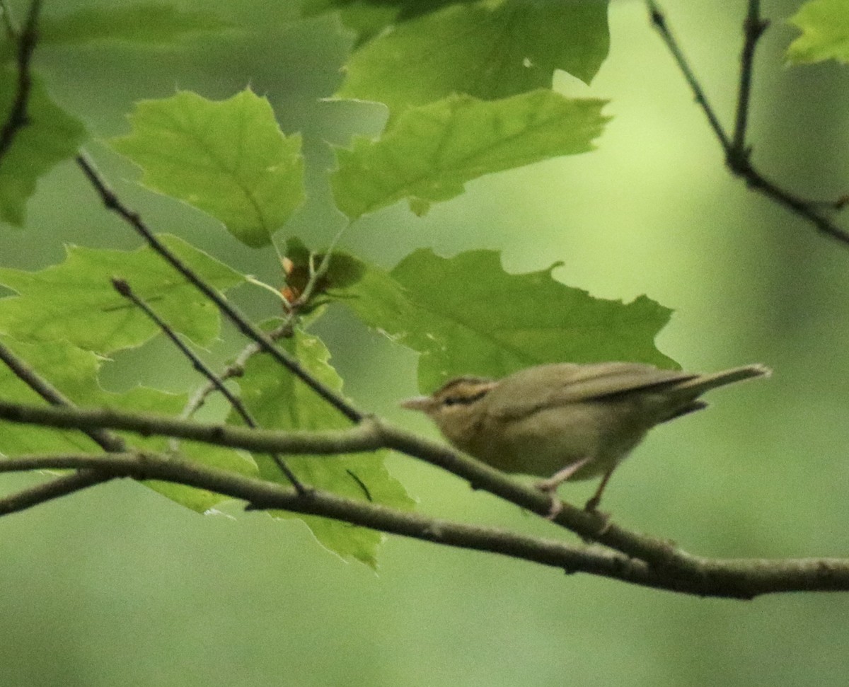 Worm-eating Warbler - ML619387217