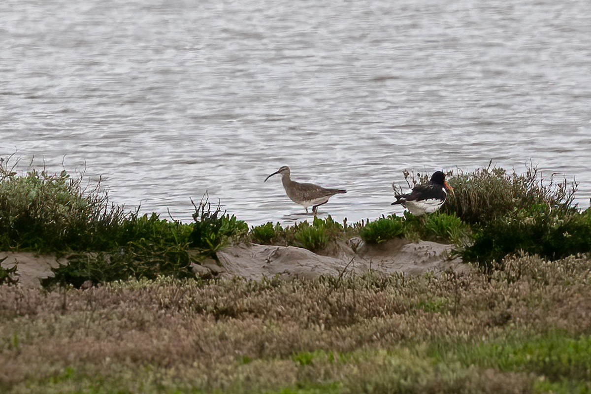 Regenbrachvogel (phaeopus) - ML619387220