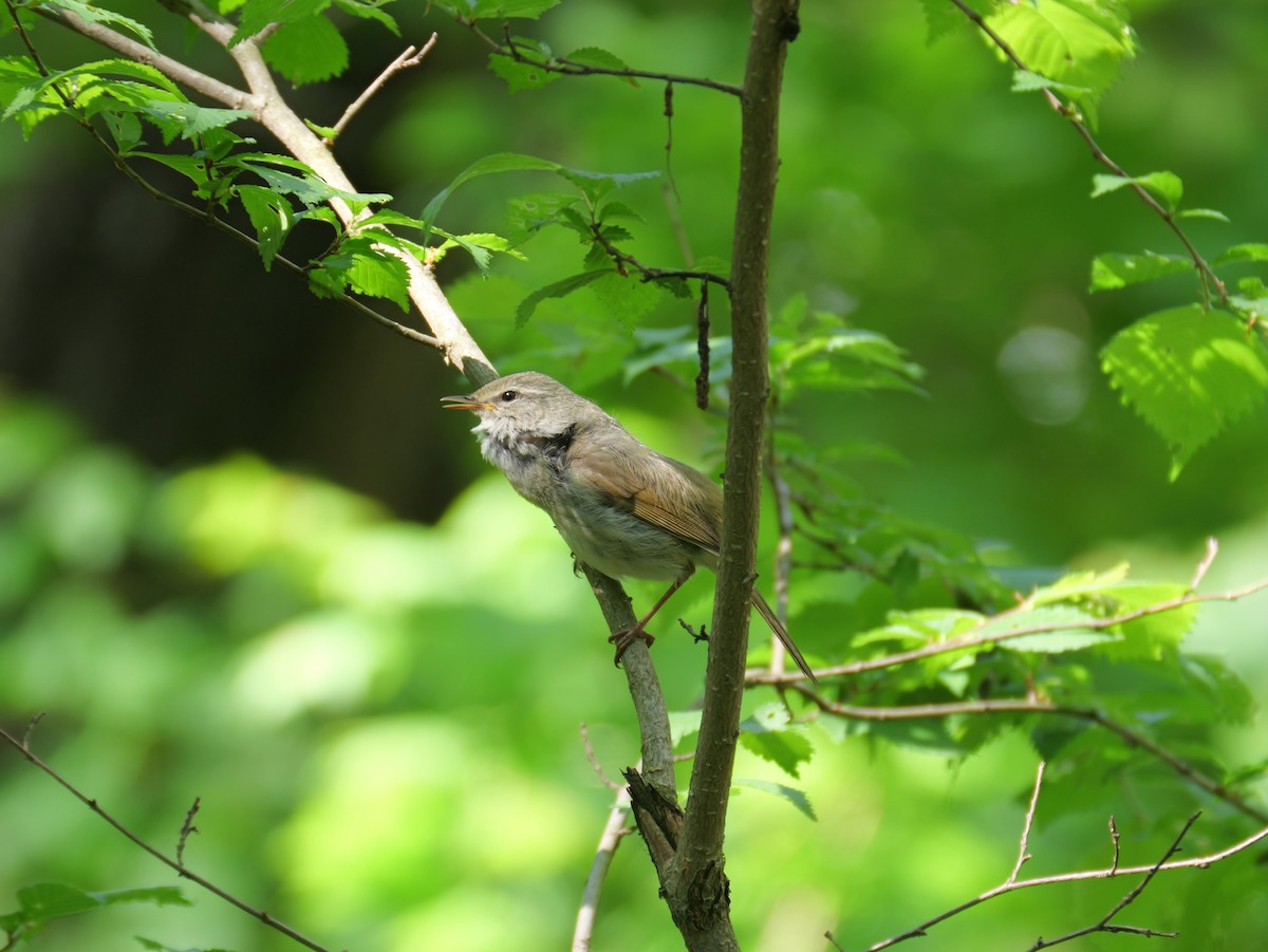 Japanese Bush Warbler - ML619387223