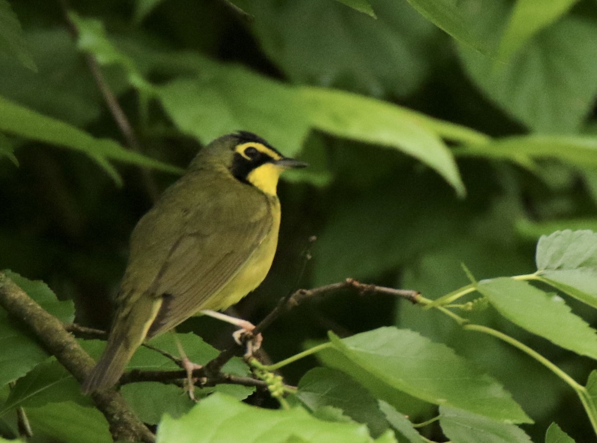 Kentucky Warbler - ML619387234