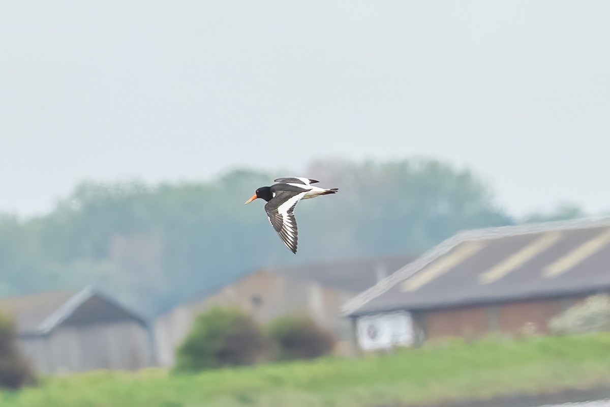 Eurasian Oystercatcher - Paul Beerman