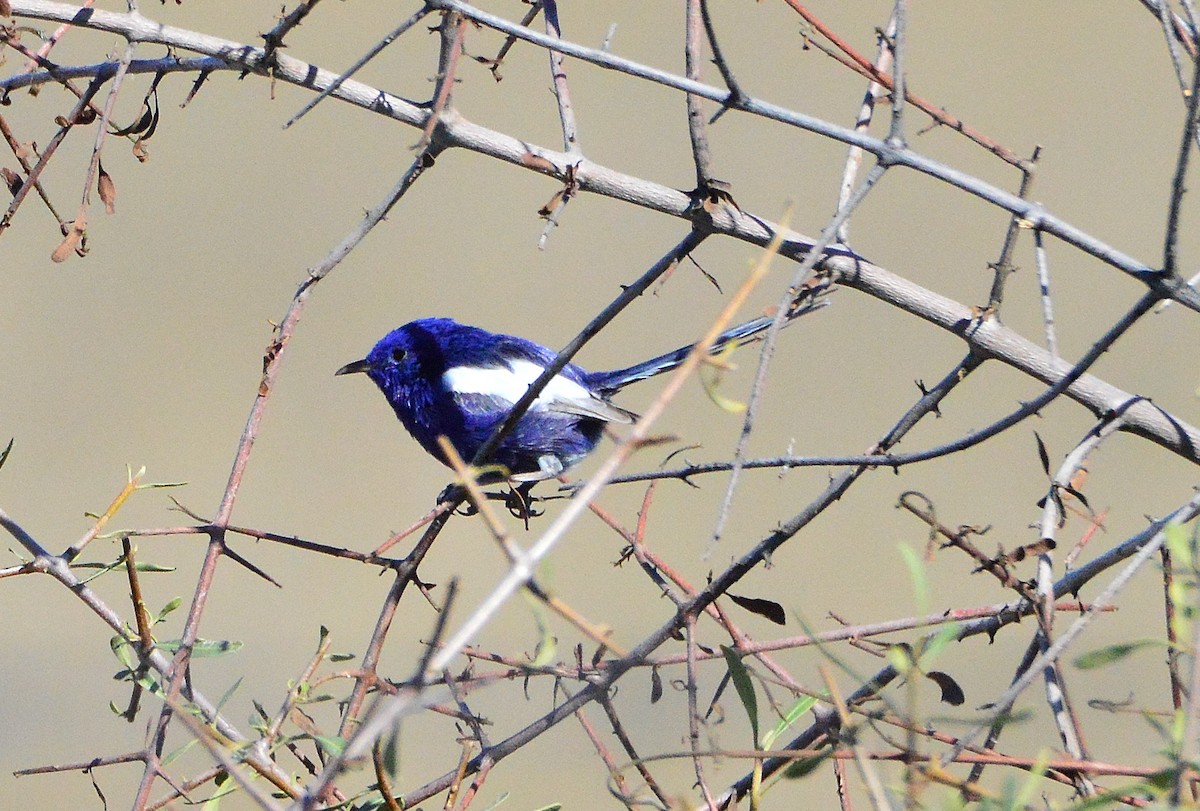 White-winged Fairywren - Peter Dunstan