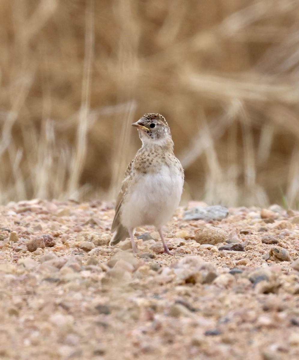 Horned Lark - Cheryl Rosenfeld