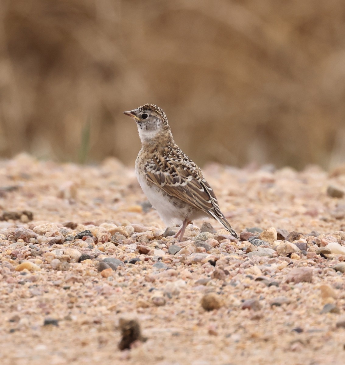 Horned Lark - Cheryl Rosenfeld