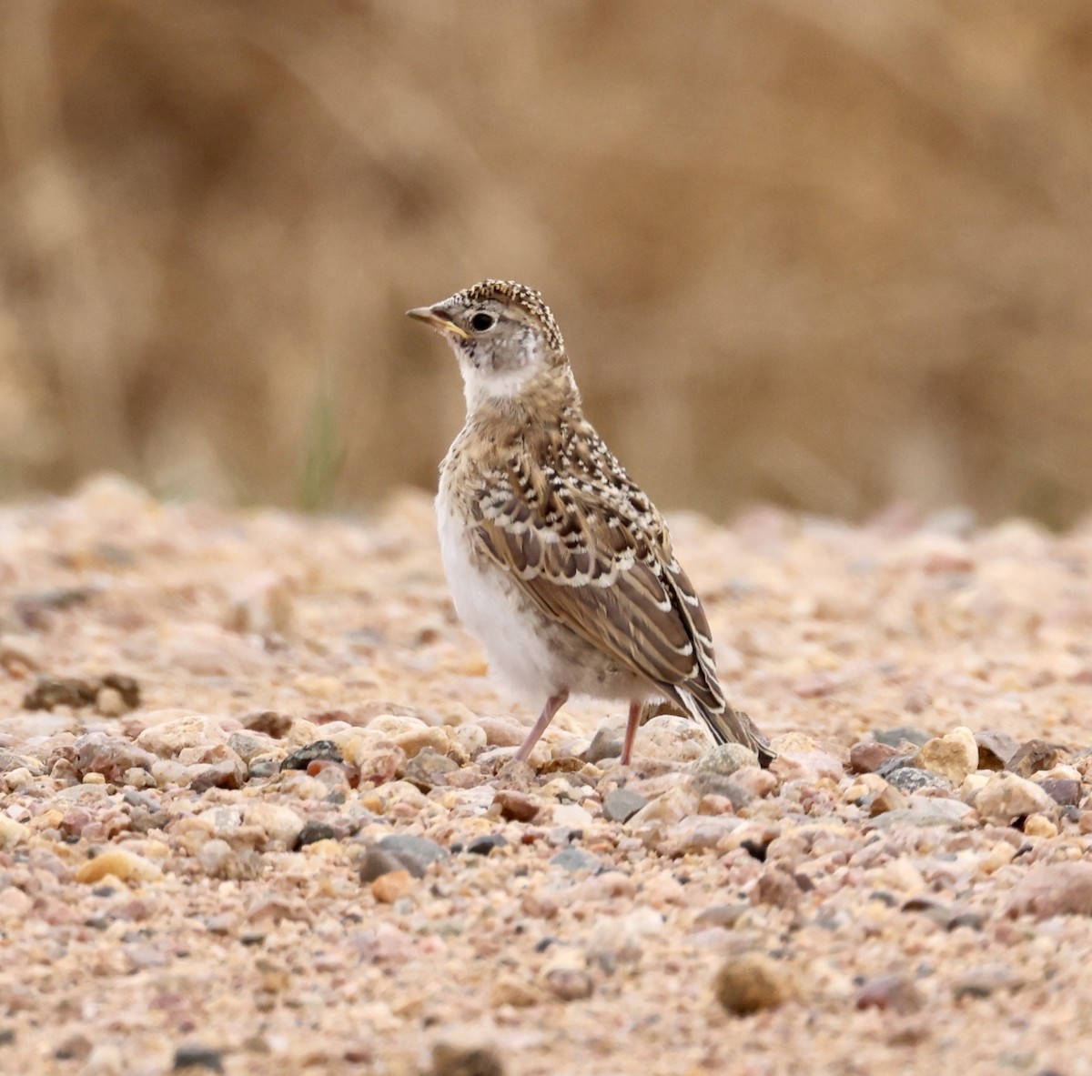 Horned Lark - Cheryl Rosenfeld