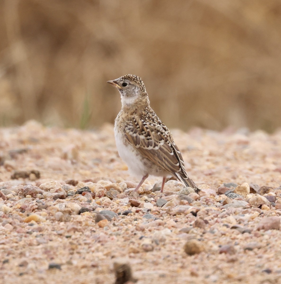 Horned Lark - Cheryl Rosenfeld