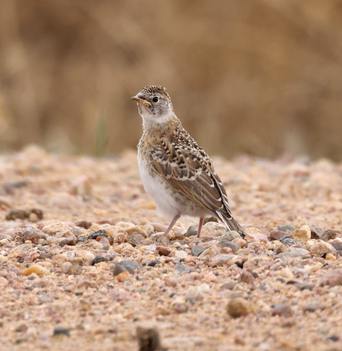 Horned Lark - Cheryl Rosenfeld