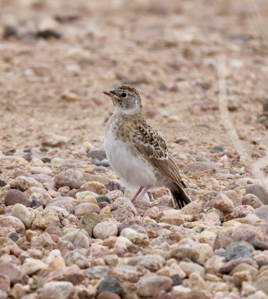 Horned Lark - Cheryl Rosenfeld