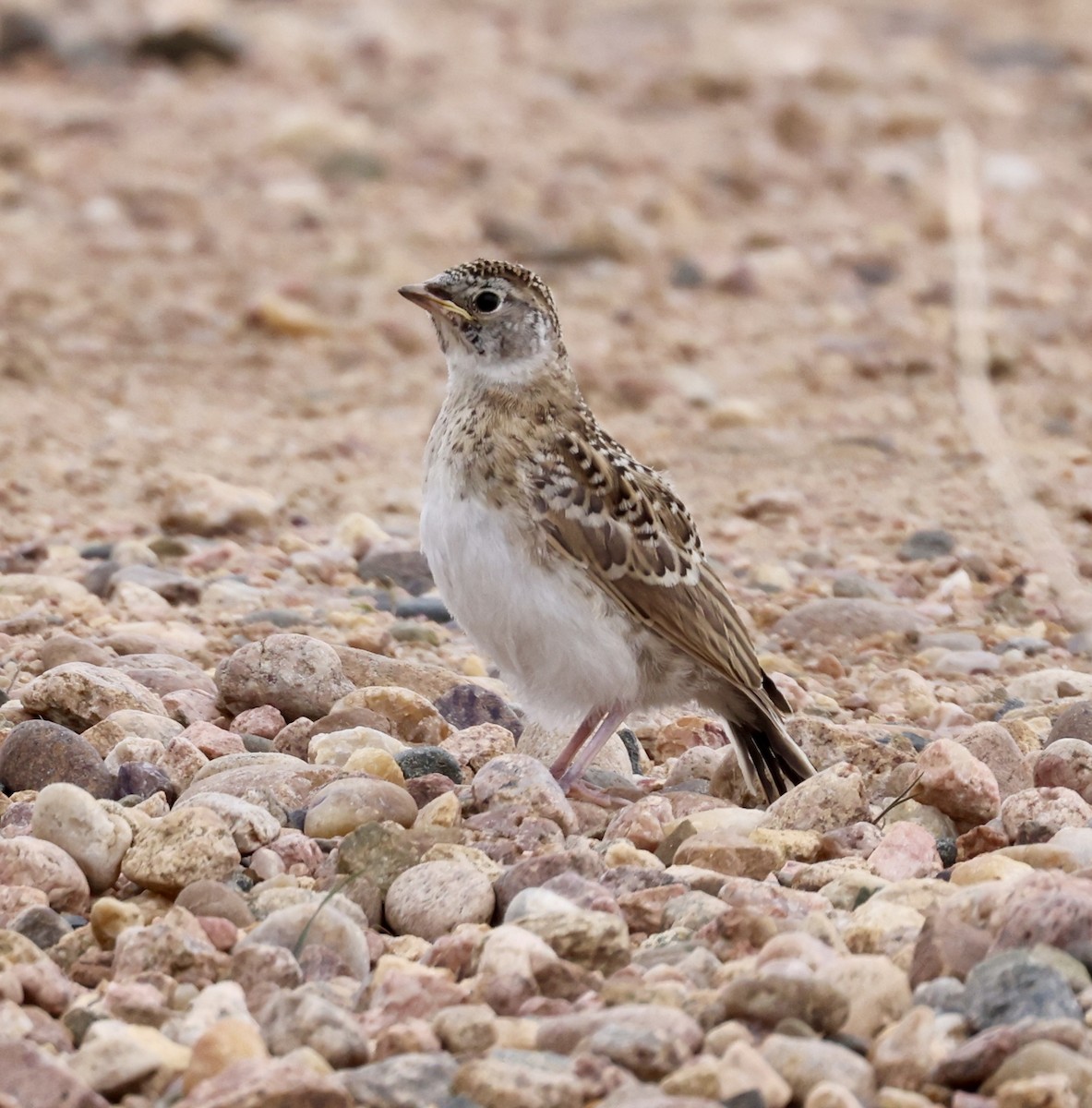 Horned Lark - Cheryl Rosenfeld