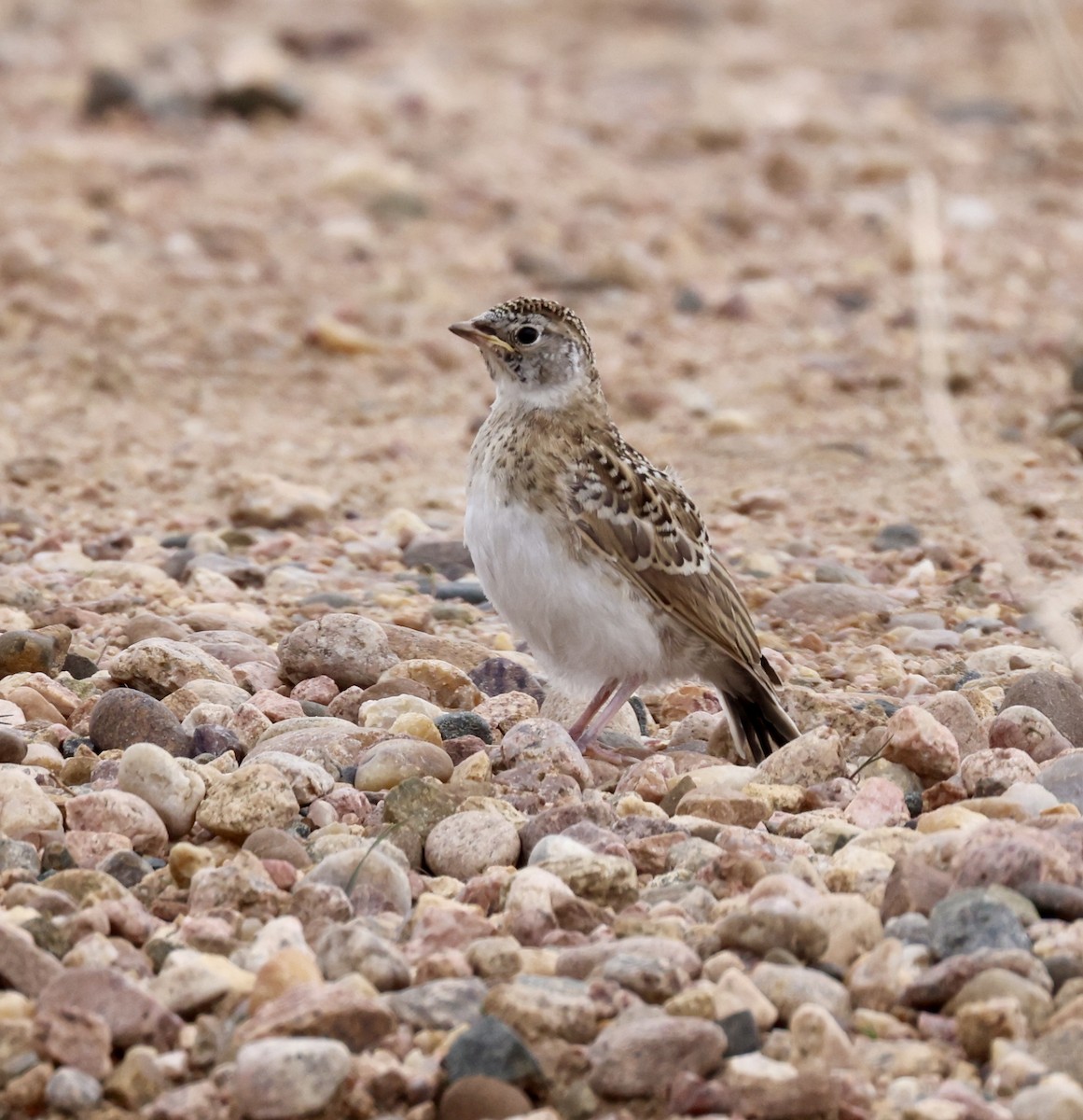 Horned Lark - Cheryl Rosenfeld