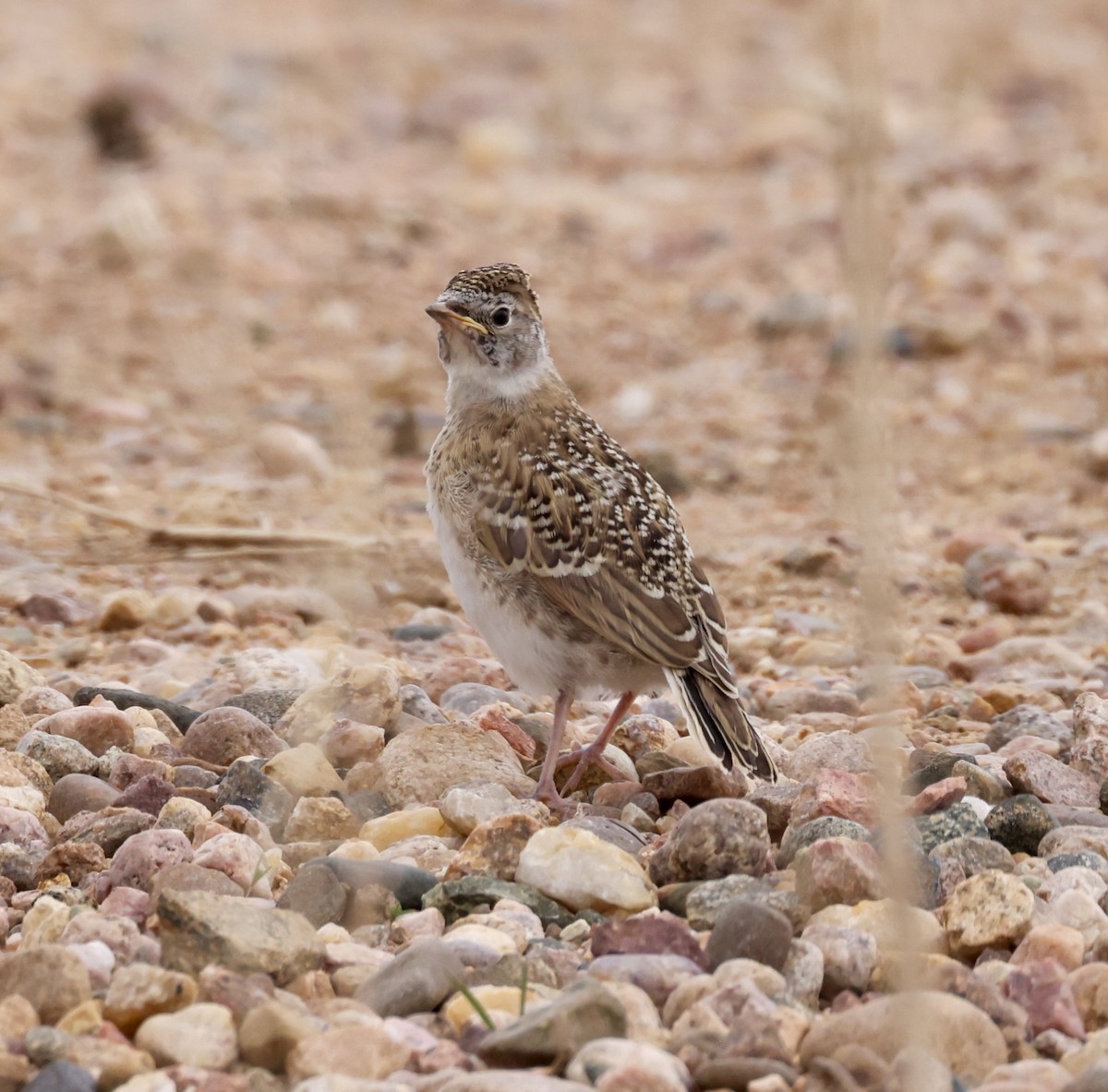 Horned Lark - Cheryl Rosenfeld