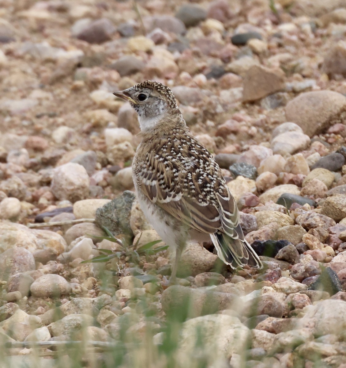 Horned Lark - Cheryl Rosenfeld