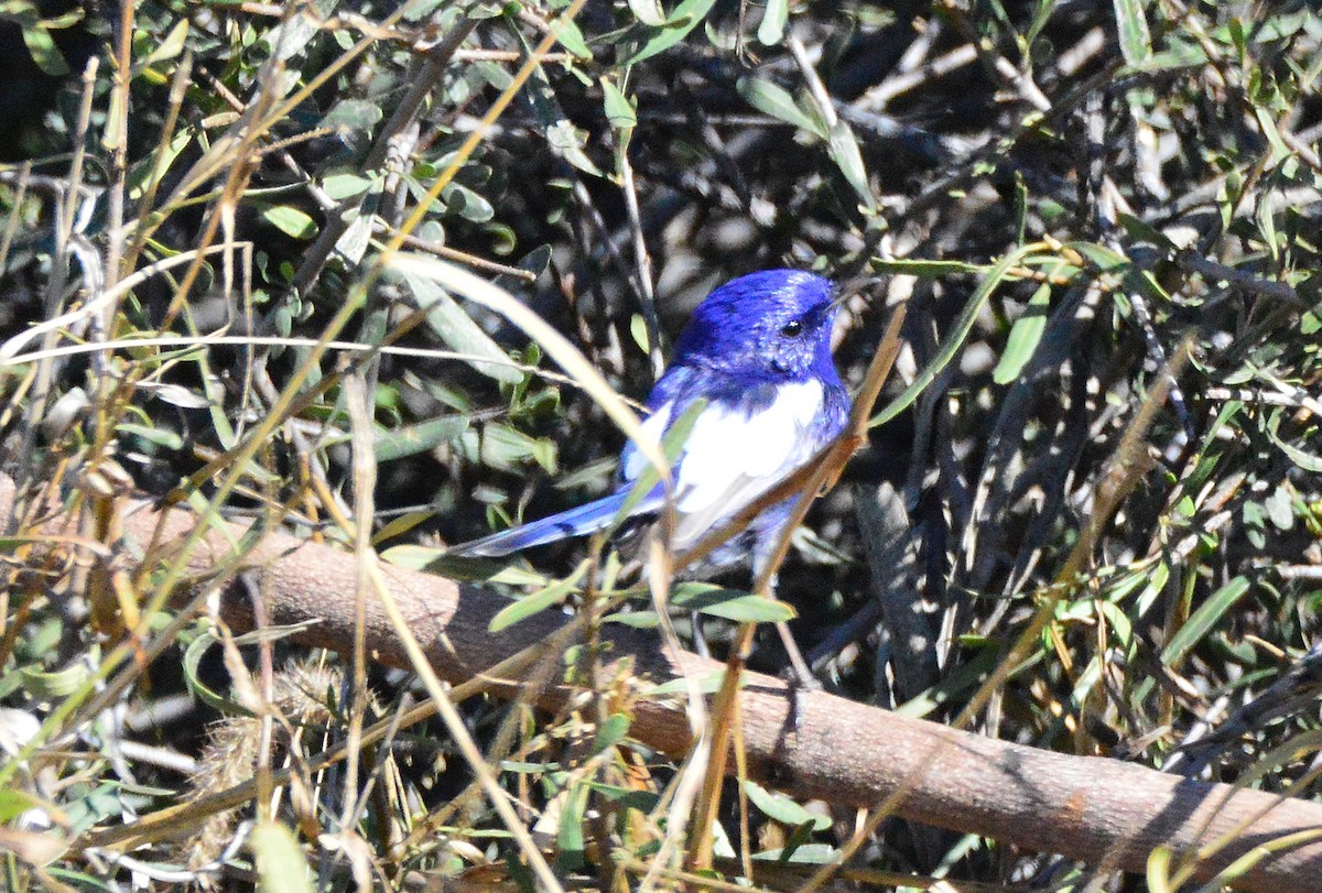 White-winged Fairywren - Peter Dunstan